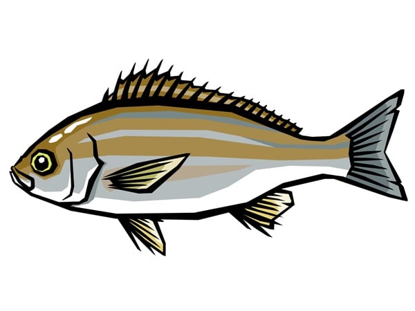 イサキの幼魚は可愛い縞模様