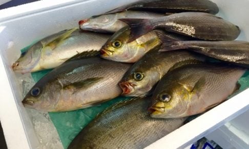 イサキは夏が美味しい人気魚