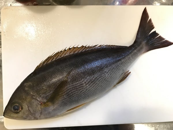 イサキってどんな魚？