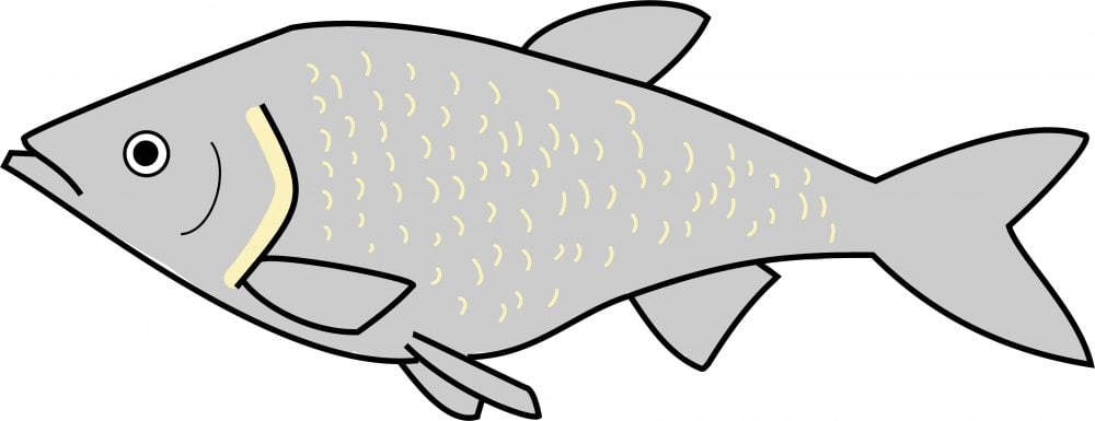ワタカってどんな魚？