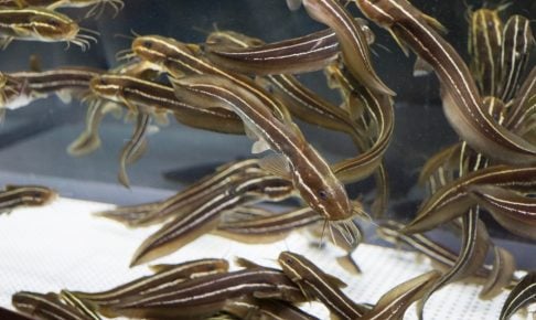 ゴンズイの特徴