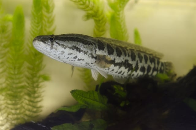 雷魚ってどんな魚？