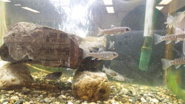 イワナは水槽で飼育もできる
