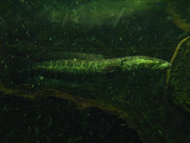 雷魚の飼育は簡単？