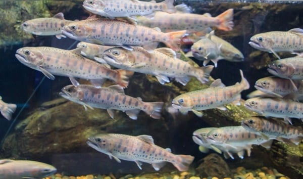 アマゴは縄張り意識の高い魚