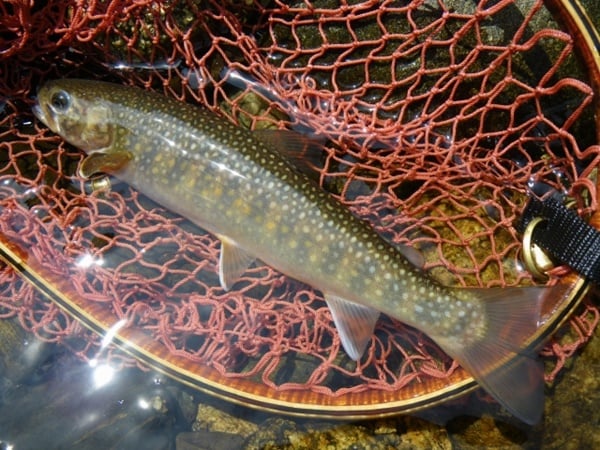 イワナってどんな魚？