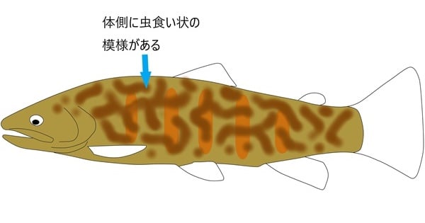 虫食い模様が特徴的なカワサバ