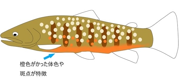 キリクチは紀伊半島固有の希少種