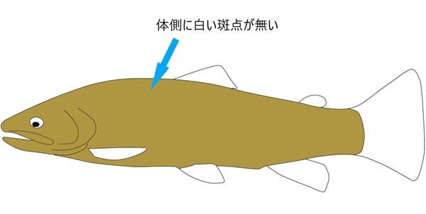 ムハンイワナは模様の無い変異種