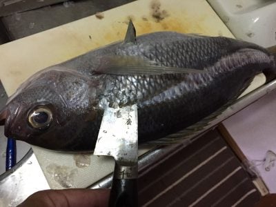 魚のウロコ取りのコツとは？しっかり処理して美味しく魚を頂こう！