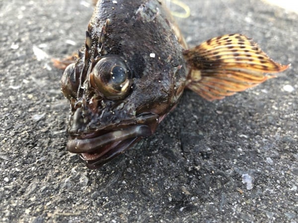 オモックで釣れる魚は？