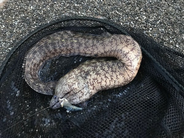 安全にウツボ釣りを楽しもう
