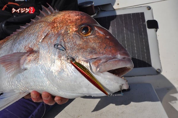 タイジグで真鯛を釣ろう