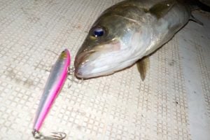 ボートシーバスってどんな釣り？