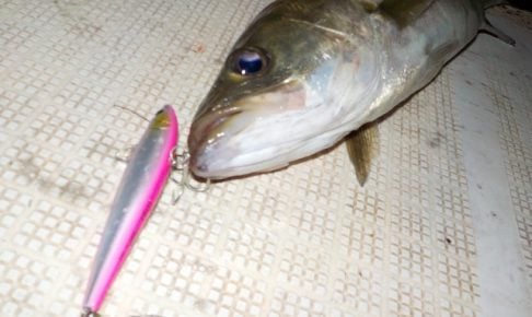 ボートシーバスってどんな釣り?