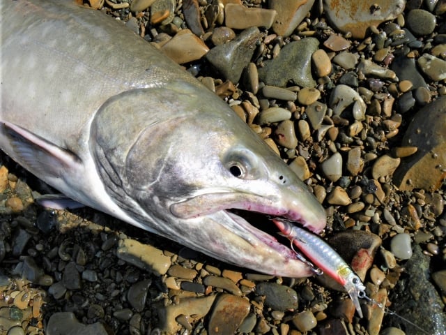 アメマスのルアー釣り