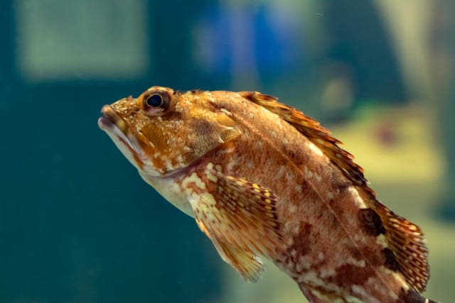 カサゴの飼育