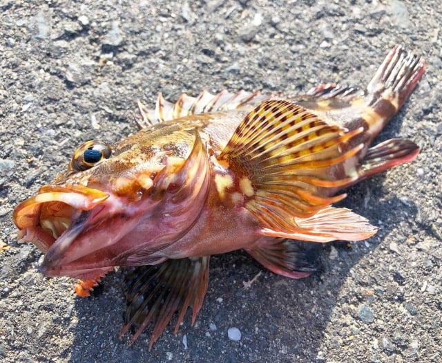 カサゴの産卵について