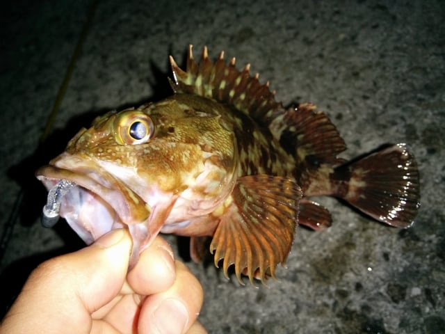 カサゴの釣り