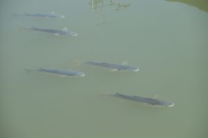 ボラってどんな魚？