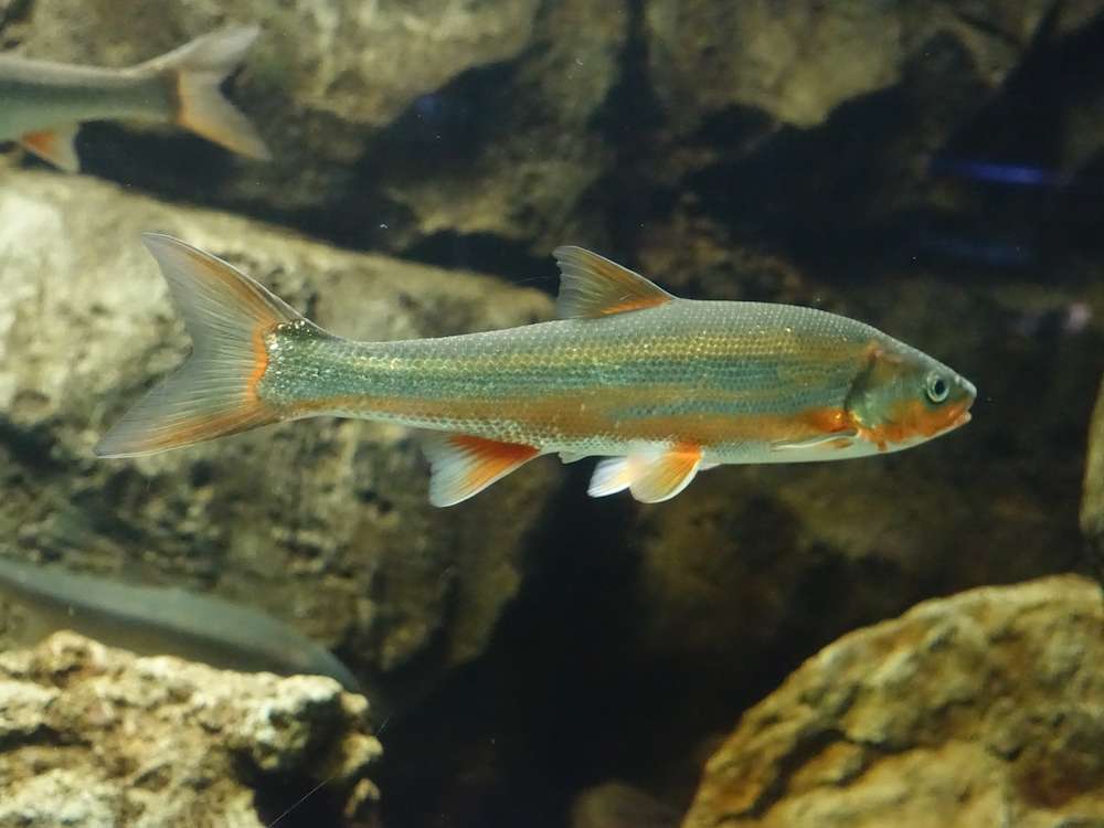 ウグイの生態