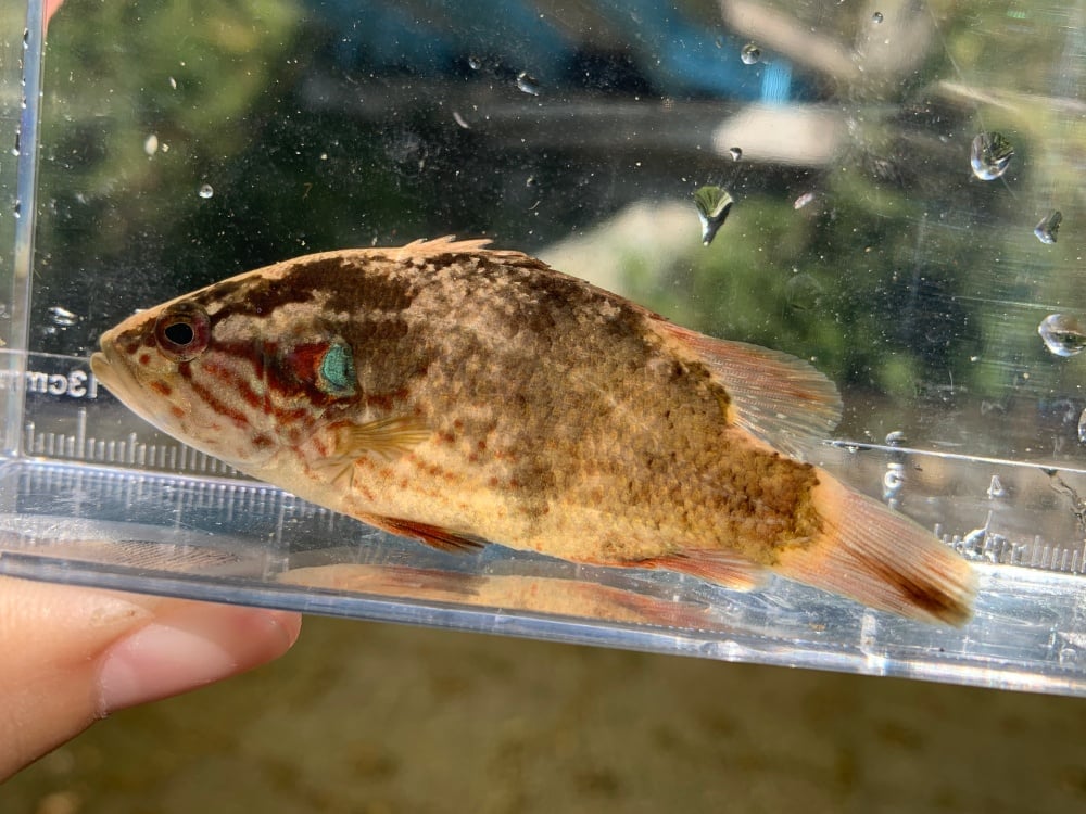オヤニラミってどんな魚？