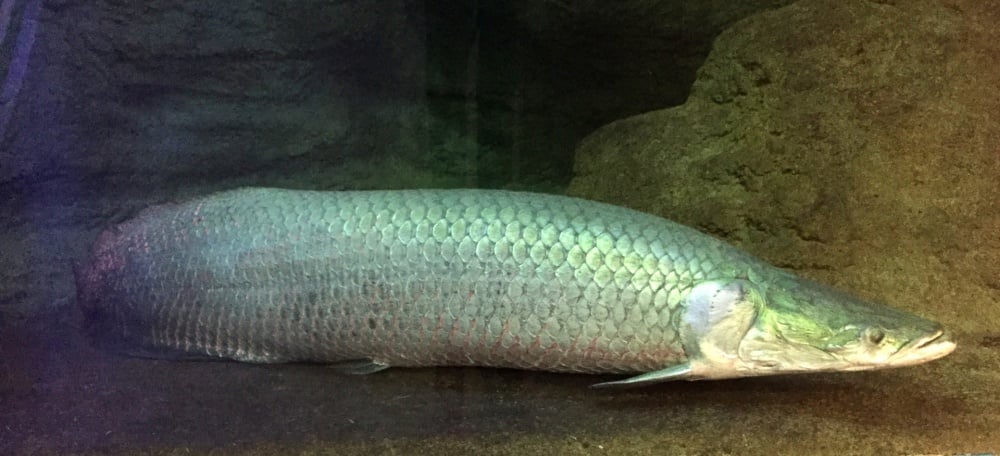ピラルクは南米アマゾンに潜む超巨大魚