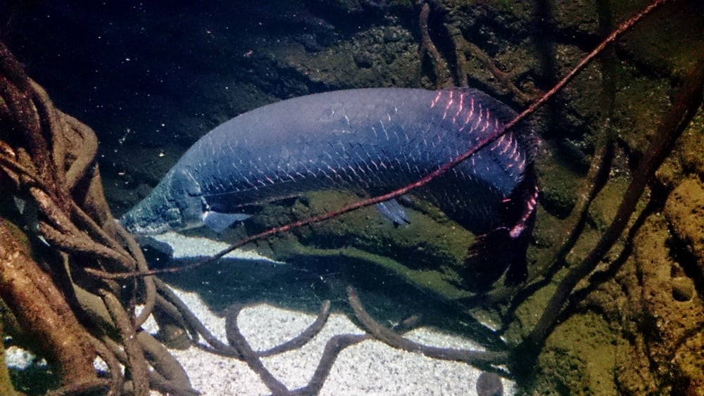 ピラルクはロマンが詰まった巨大淡水魚