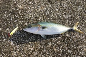 ジグキャスターで釣り！