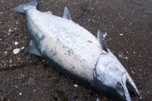 サクラマスを釣ろう！