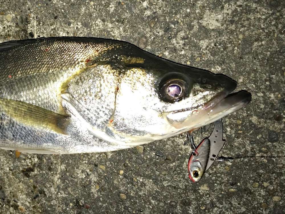 シーバスは夜にもバイブレーションで釣れる？