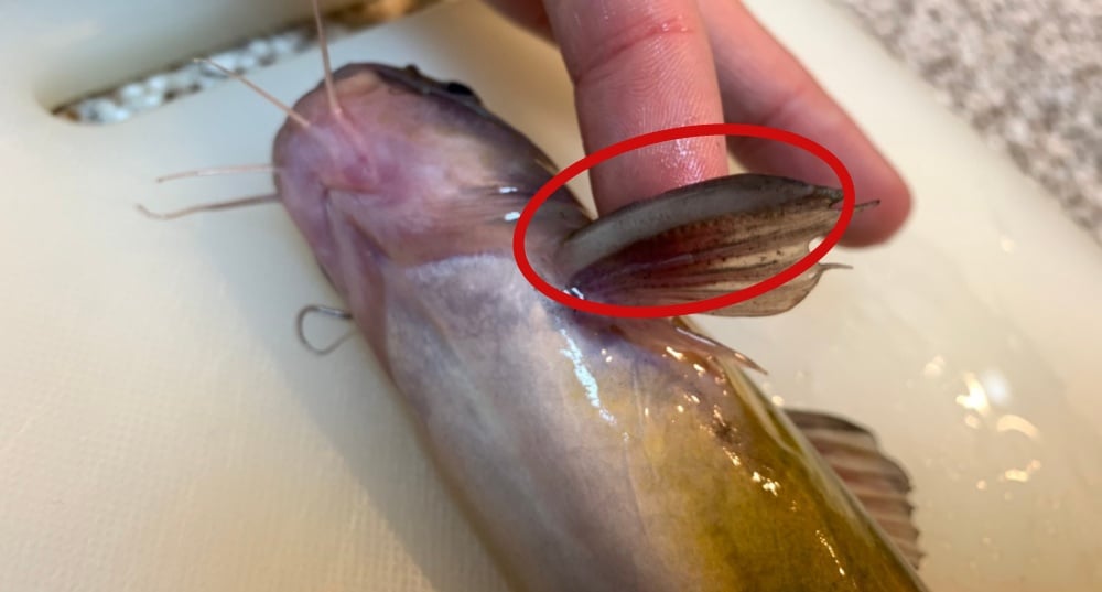 ギギは胸鰭の棘を擦り合わせて音を鳴らす