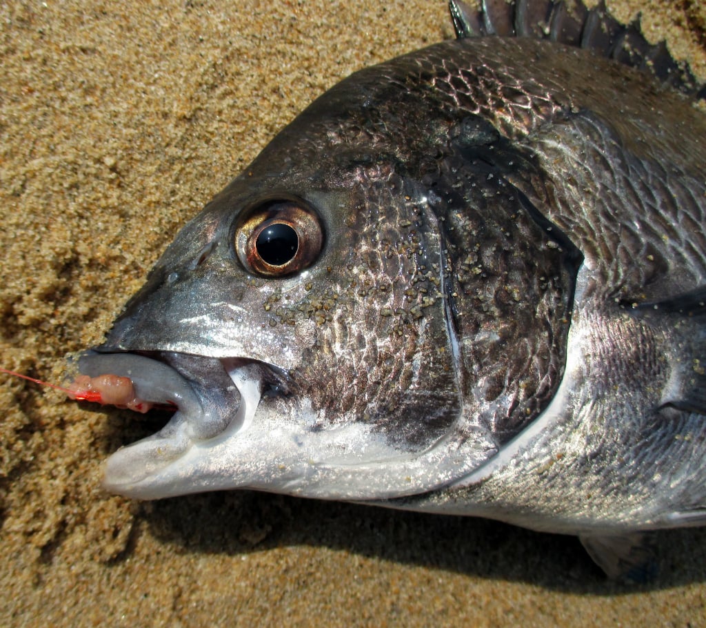 クロダイの釣り