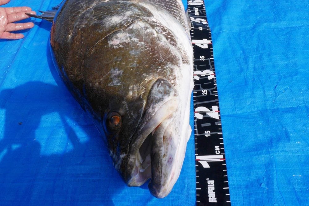 日本三大怪魚の一角、アカメ！