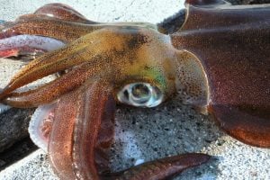 エメラルダスでイカ釣り攻略！
