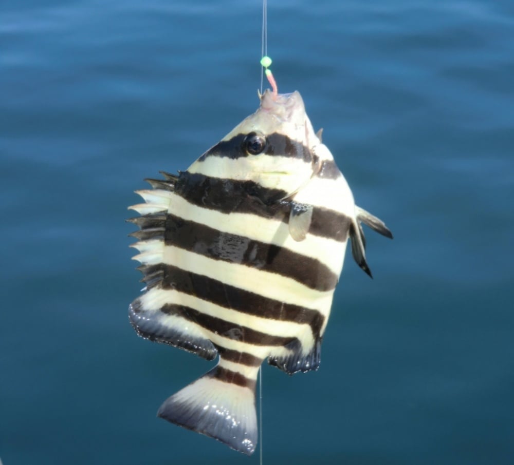 イシダイの釣り方