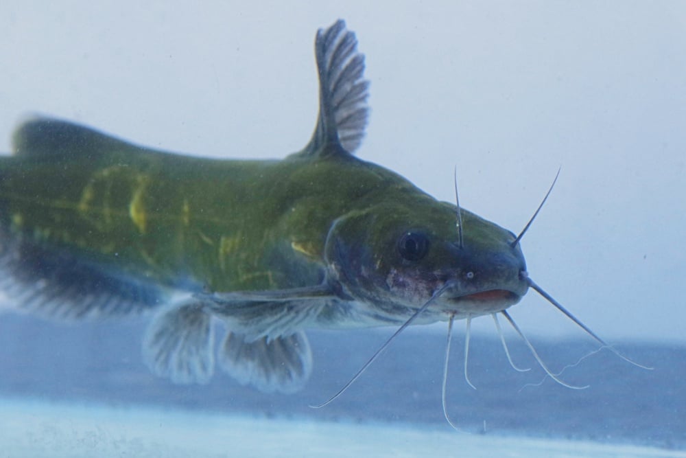ギギの釣り