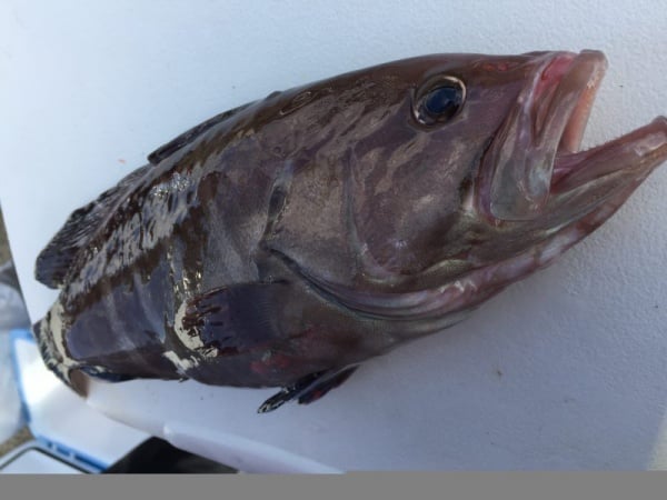 マハタは美味しい高級魚