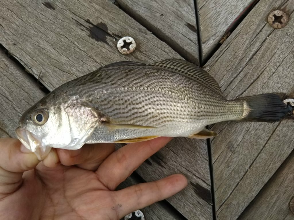 夏に旬な魚30