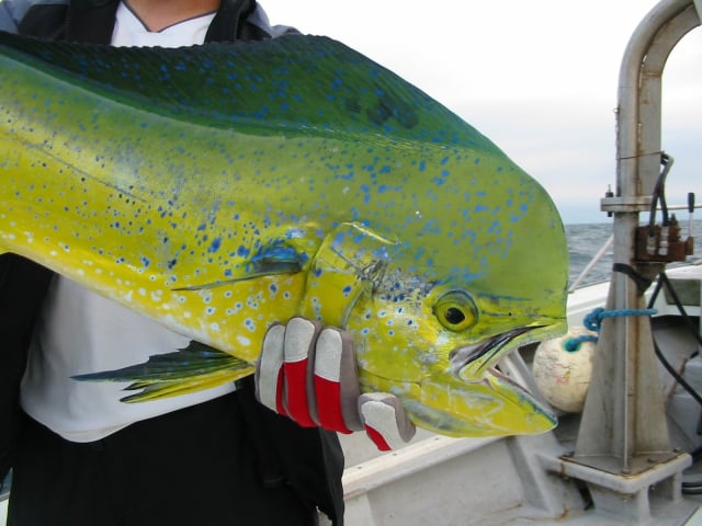 夏に旬な魚29