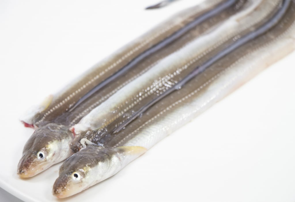 夏に旬な魚16