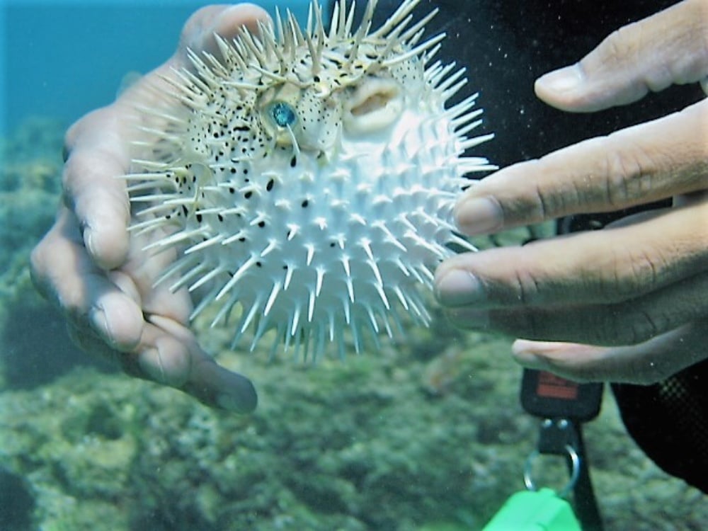 ハリセンボンってどんな魚？