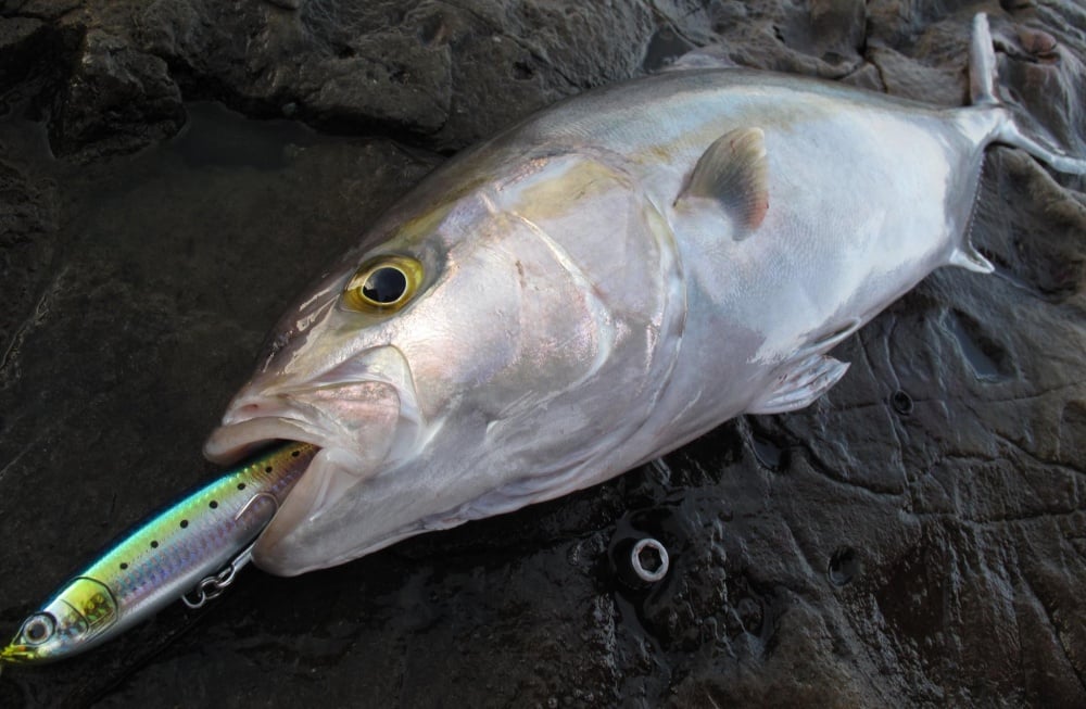 釣りの醍醐味を味わえるダイビングペンシル 