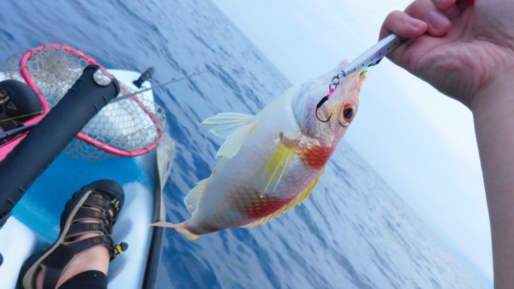TGベイトはいろんな魚種が釣れる