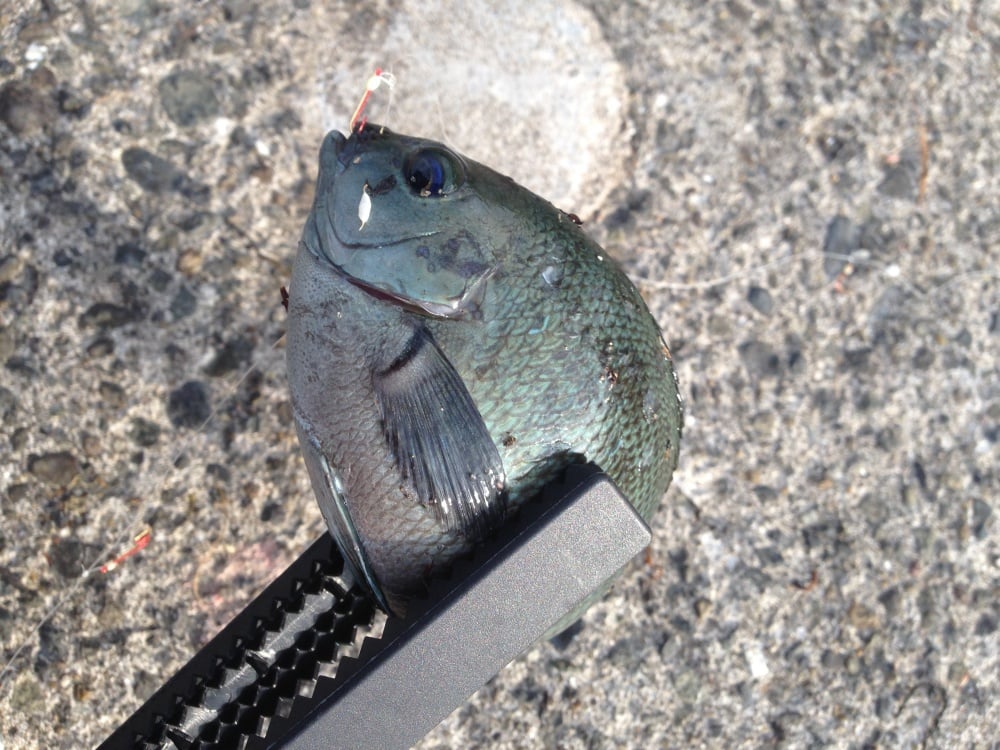 メジナってどんな魚？