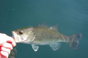 ネコリグでバス釣り