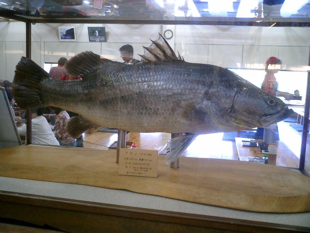 アカメの釣獲記録はいくつ？