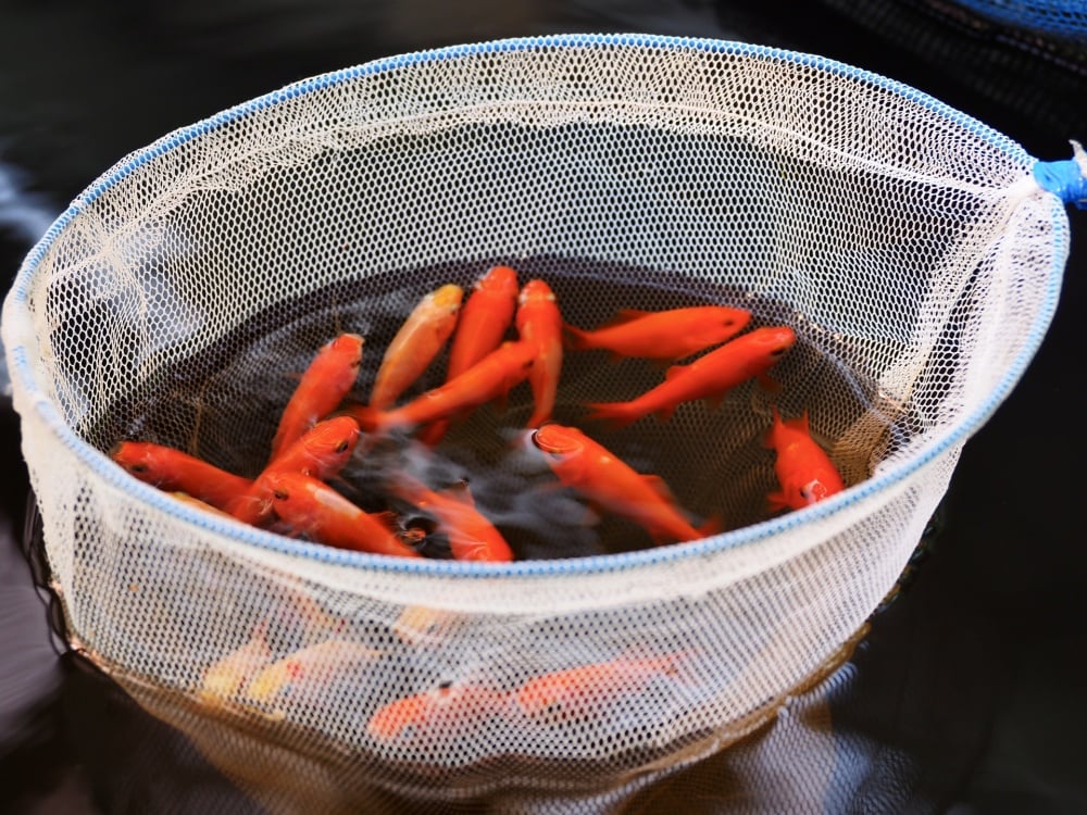 アカメ飼育には活餌は必須