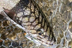ジョイクロ70はシリーズ最小モデル