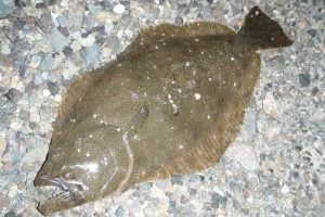 ヒラメの特徴や生態